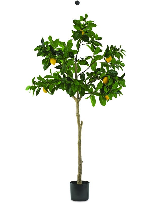 Zitronenbäumchen im Topf H:162cm, grün - Zaruba Webshop
