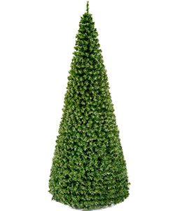 Riesentanne Standard H:1210cm, grün