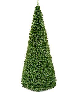 Riesentanne Standard H:1770cm, grün