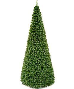 Riesentanne Standard H:1910cm, grün