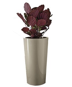 Pflanztopf Tuit Ø33xH:61cm, sand