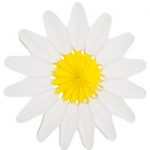 Blumenrosette weiß/gelb, Ø30cm