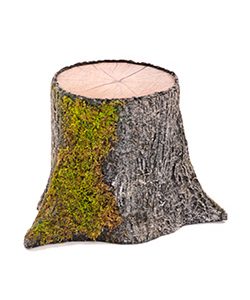 Baumstumpf B:40/Ø22xH:22cm, bemoost