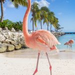 Langbahn "Flamingo" 90x180cm