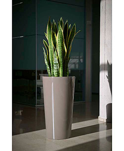 Pflanztopf Tuit Ø33xH:61cm, taupe