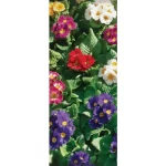 Langbahn Stephanie  75x180cm