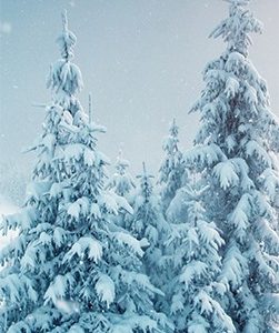 Langbahn Schneetannen 42x119cm