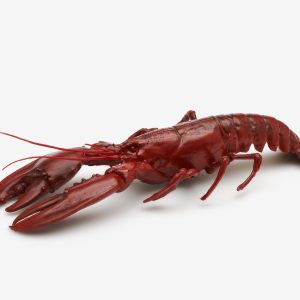 Hummer 50cm