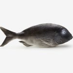 Barsch L:38cm, grau