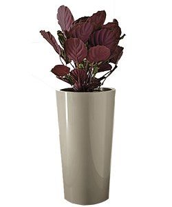 Pflanztopf Tuit Ø33xH:61cm, sand
