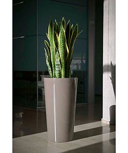 Pflanztopf Tuit Ø33xH:61cm, taupe