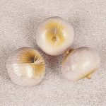Zwiebel, weiss, 7,5x6cm, 3 Stück/Packung