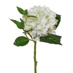 Hortensie L:46cm, weiß