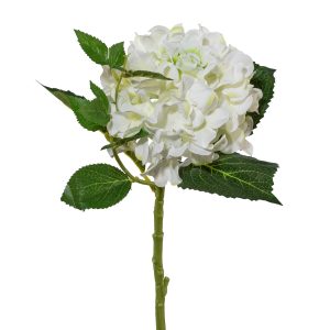 Hortensie L:46cm, weiß