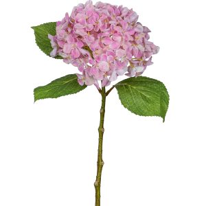 Hortensie L:48cm, rosa