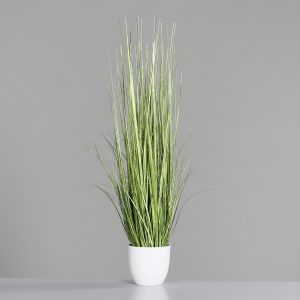 Zebra-Gras im Topf H:88cm, grün
