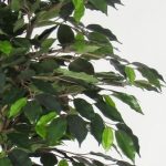 Ficus Hawaiian H:200cm, grün