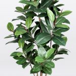 Ficus Elastica / Gummibaum H:150cm, grün