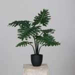 Philodendron Pflanze H:50cm, im Topf