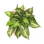 Caladium-Busch x 27 Blätter, H:48cm, grün/weiß