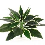 Hosta-Busch x 24 Blätter, H:30cm, grün/weiß