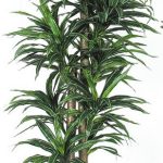 Dracena 2-stämmig, H:120/150cm, grün/weiß