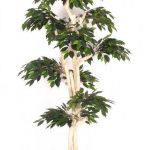 Japanischer Ficus Luxe, H:185cm, grün