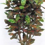 Croton, medium, H:125cm