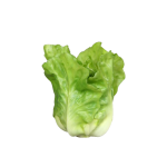 Salat, 12cm, grün/creme