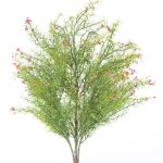 Springeri-Busch x 9, H:45x35cm, grün/pink