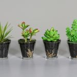 Sukkulenten im Glas, 12-fach sortiert, H:10cm