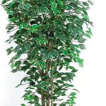 Ficus Benjamin Elegance, medium, H:150cm, grün/weiß