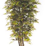 Mini-Ahorn, H:175cm, herbstlich