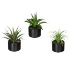 Aloe, Agave, Tillandsie, ca.15cm, 3er-Set