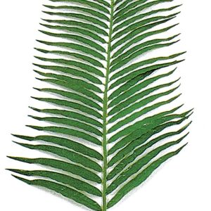 Areca-Palmwedel x 55, L:127x35cm, grün