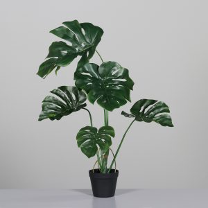 Splitphilodendron x 5, H:80cm, grün