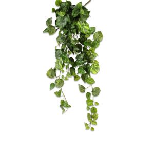 Pothos-Hängebusch x 159, L.100cm