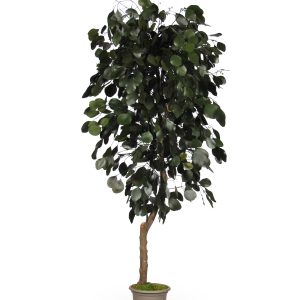 Eucalyptus Populus medium, H:150cm, grün, stabiliserte Naturblätter