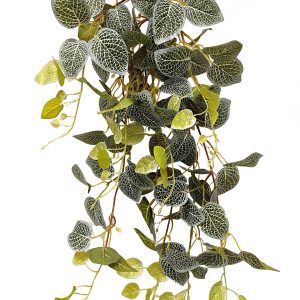 Maranta-Hängebusch x 140, L.80cm