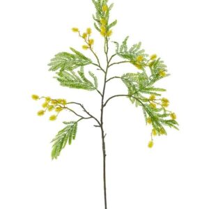 Mimosenzweig L:73cm