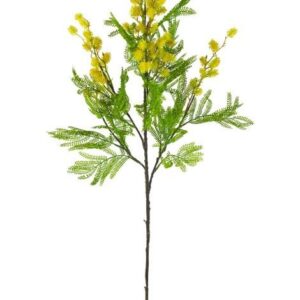 Mimosenzweig L:96cm
