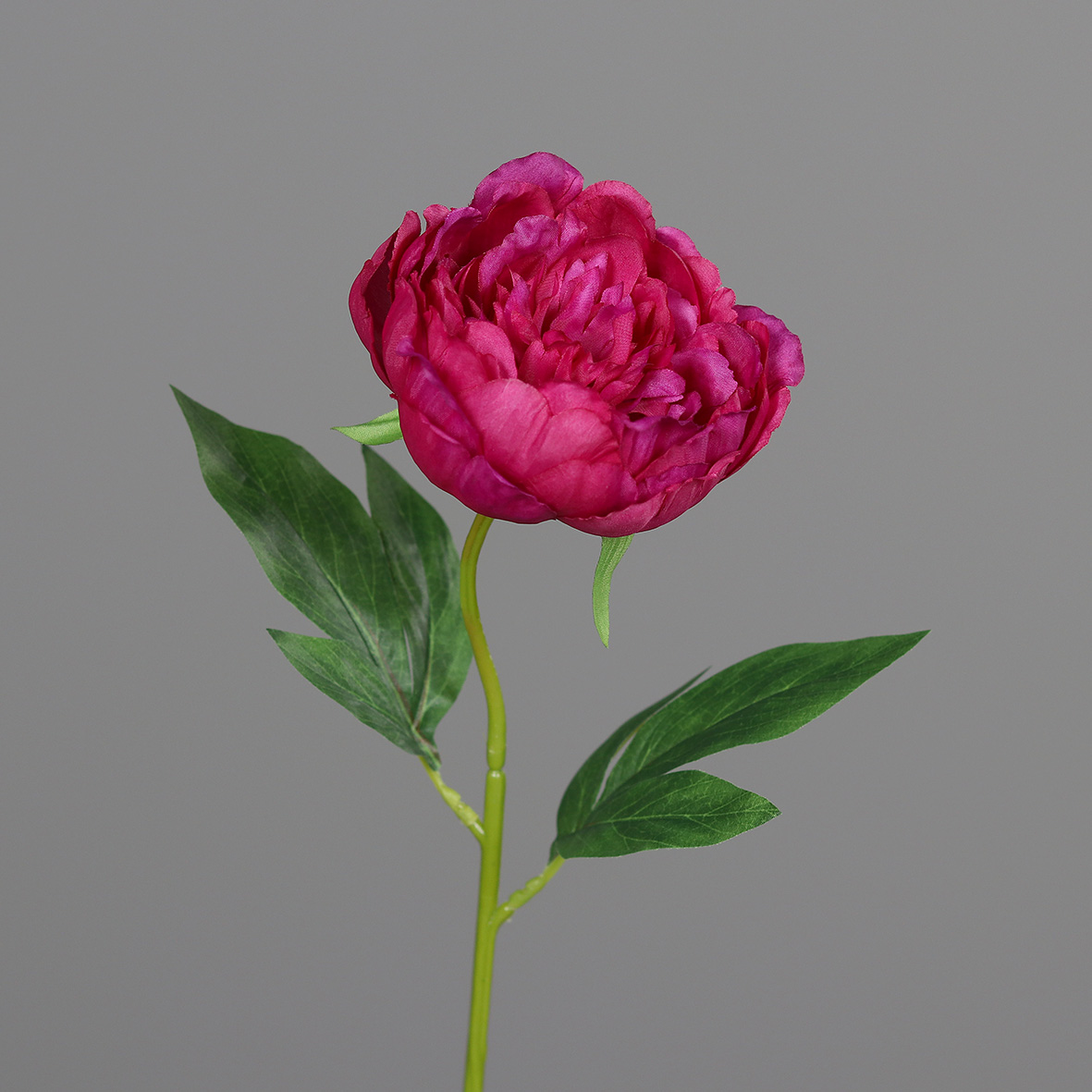 Pfingstrose L:48cm, fuchsia