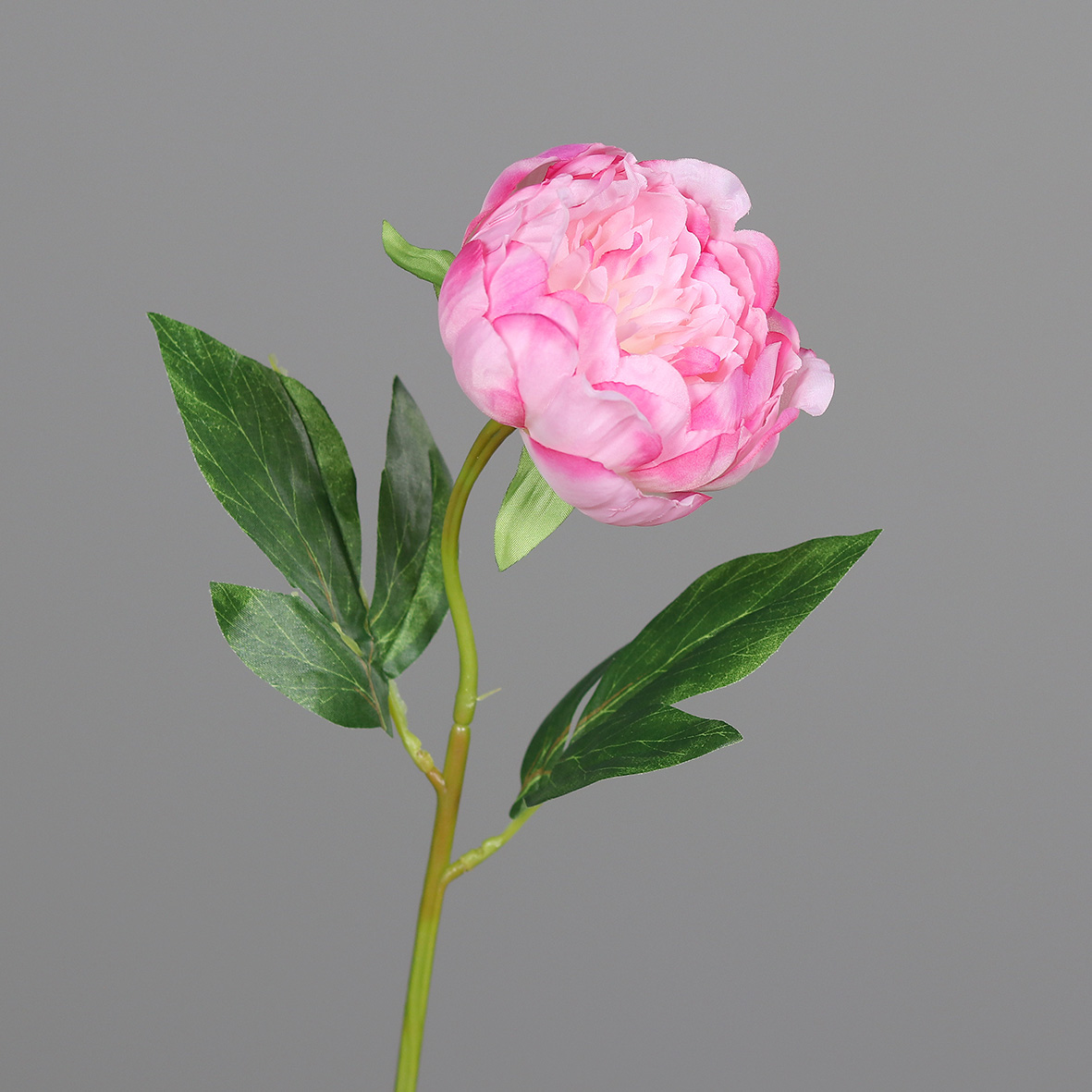 Pfingstrose L:48cm, pink
