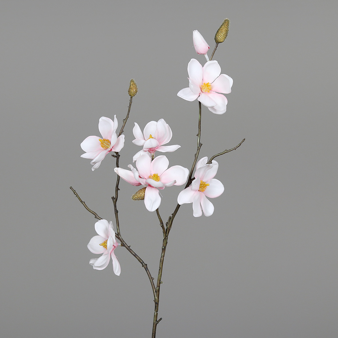 Magnolienstamm L:82, rosa