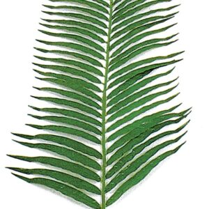 Areca-Palmwedel x 55, L:127x35cm, grün
