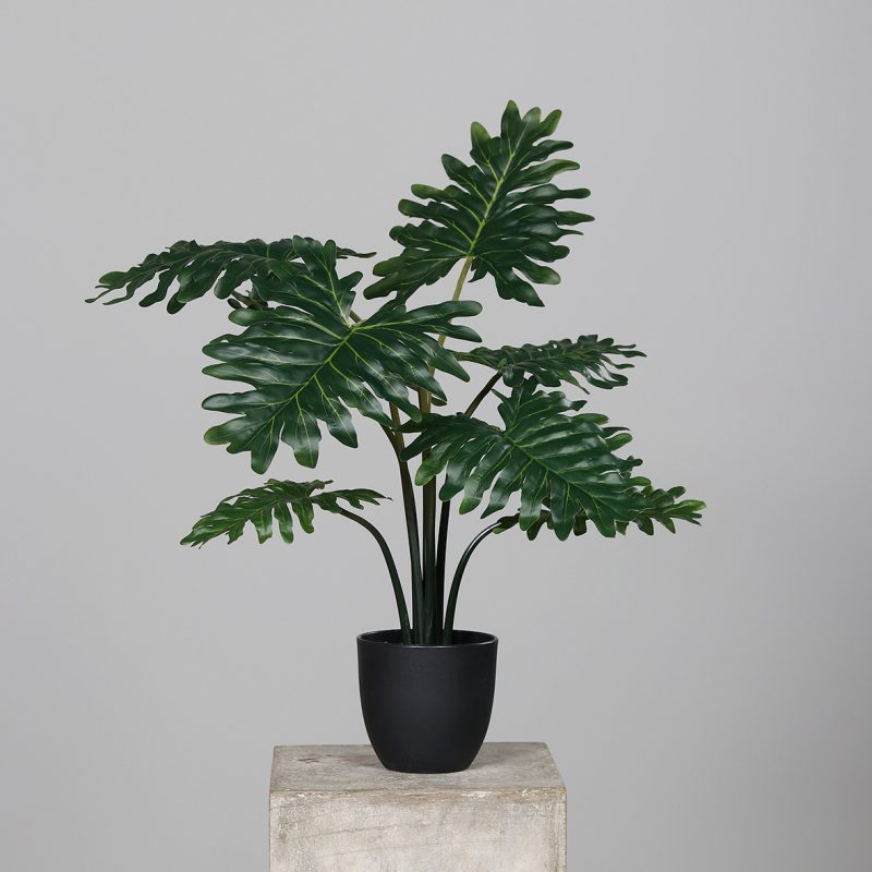 Philodendron Pflanze H:50cm, im Topf