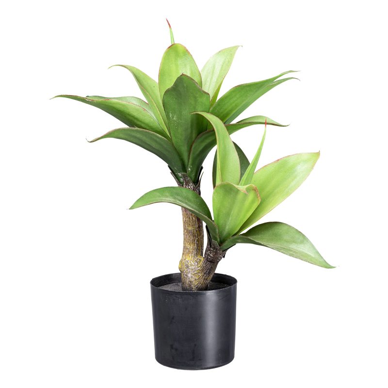 Agave x 2, H:ca.45cm, grün