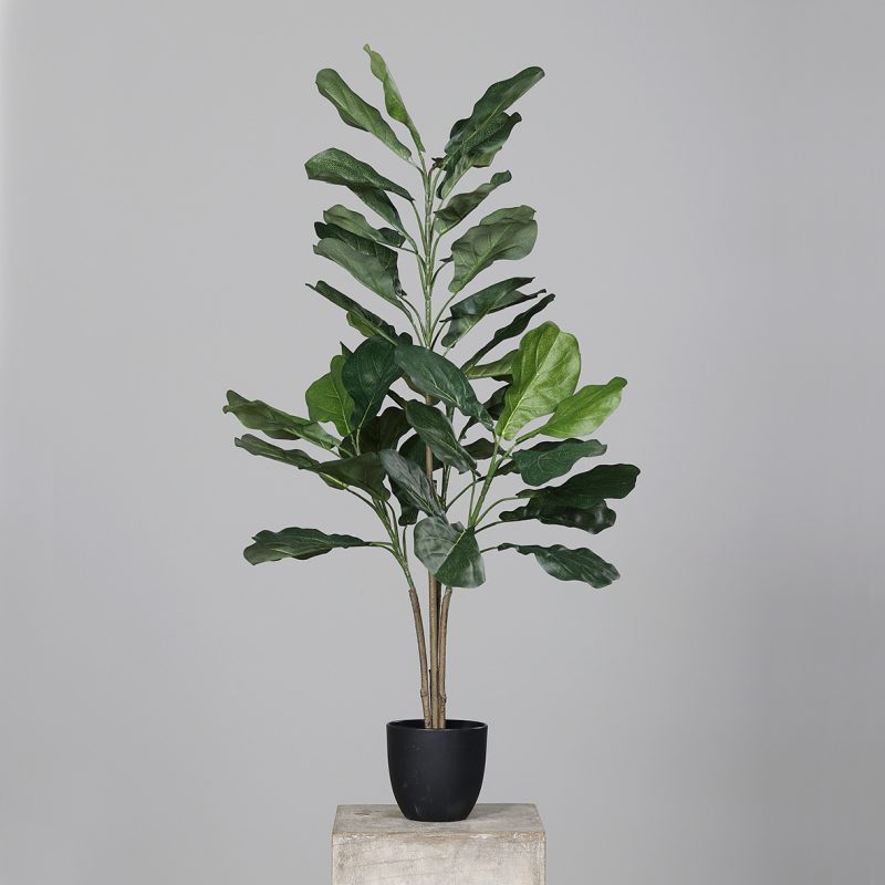 Geigenfeige im Topf, 100cm