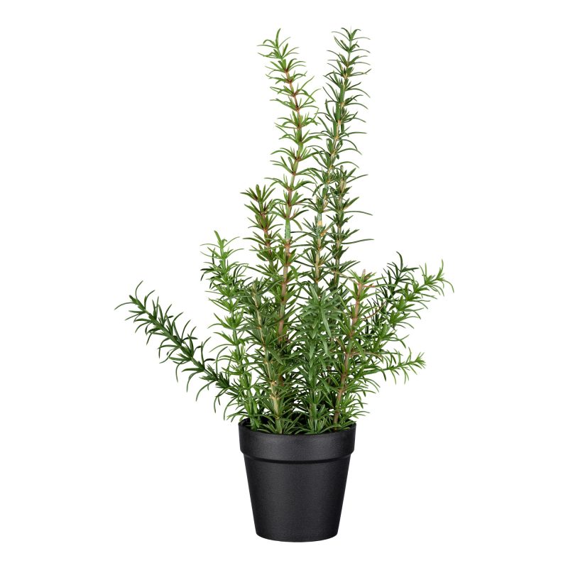 Rosmarin getopft, H:38cm