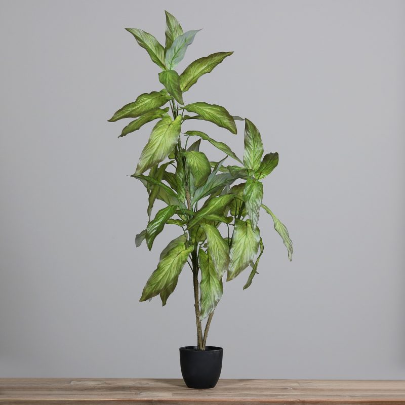Diffenbachia, H:100cm, getopft